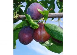 Prunus domestica Utility / Utility Szilva